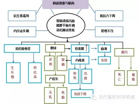 關(guān)于動(dòng)物腸道健康的一些思考