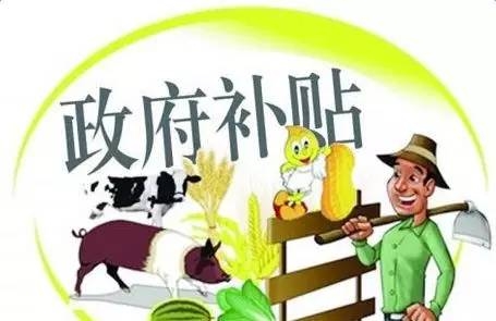 申報養(yǎng)豬補(bǔ)貼不成功？這些“潛規(guī)則”一般人都不懂