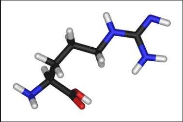 經產母豬在妊娠和泌乳期補飼精氨酸對乳腺營養(yǎng)攝入的影響