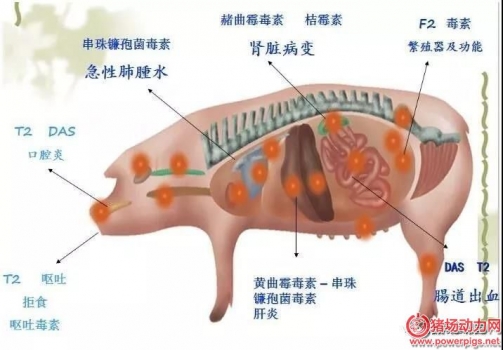 如何知道自己的豬場是否有霉菌毒素危害？