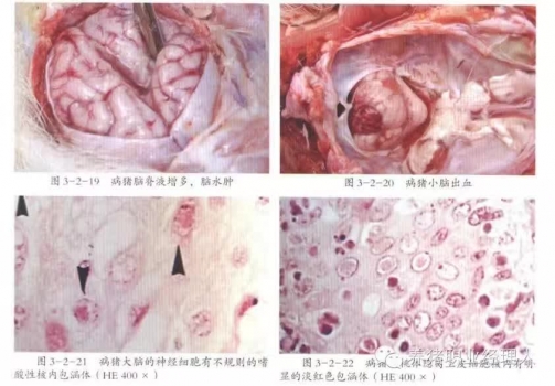 種豬場偽狂犬凈化工作及注意事項(xiàng)