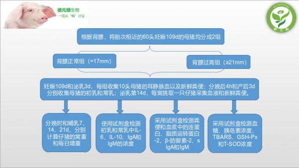 妊娠后期母豬肥胖會加劇圍產(chǎn)期母豬代謝紊亂和影響仔豬的生產(chǎn)性能和腸道健康