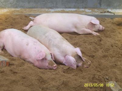 為生存而食：飼料隨意采食量（未來研究方向）