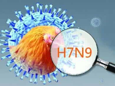 農(nóng)業(yè)部批準廣東先行先試，實施H7N9全面免疫