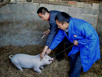 全國執(zhí)業(yè)獸醫(yī)資格考試7月7日起報名